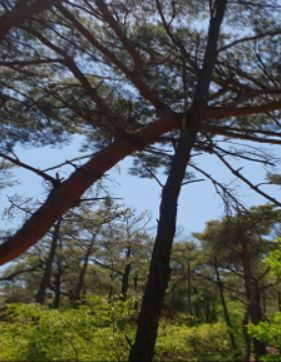 관악산 소나무.