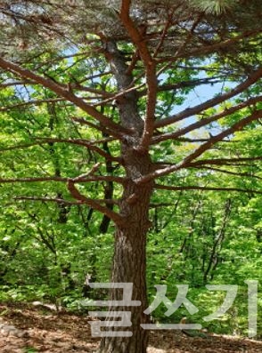 관악사 '부자 소나무'.