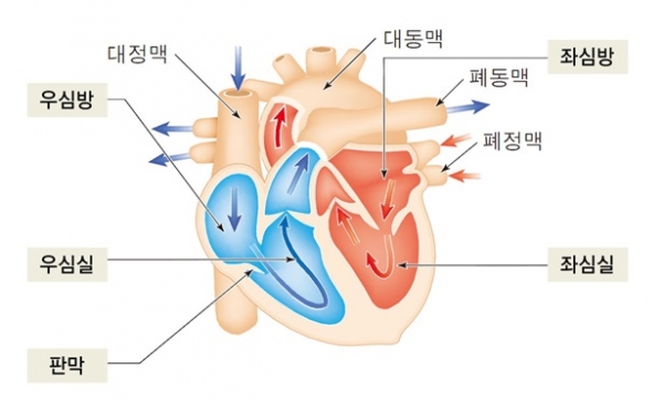사진=심장의 구조