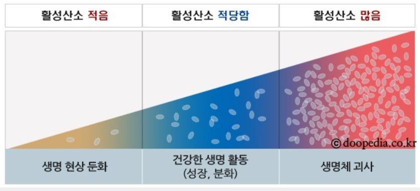 (사진=맨발걷기 숲속 힐링스쿨 네이버 카페)